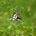 Martín Pescador Verde - Green Kingfisher - (Chloroceryle americana)