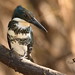 Martín Pescador Verde - Green Kingfisher - (Chloroceryle americana)