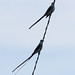 Fork-tailed Flycatcher, Tyrannus savana