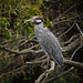 Heron among gators