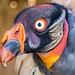 King Vulture Portrait