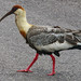 Buff-necked Ibis, Theristicus caudatus