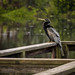 Anhinga at Lake Anhinga