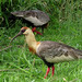 Buff-necked Ibis, Theristicus caudatus