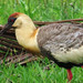 Buff-necked Ibis, Theristicus caudatus