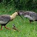 Buff-necked Ibis, Theristicus caudatus, and Great Kiskadee, Pitangus sulphuratus