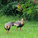 Buff-necked Ibis, Theristicus caudatus, and Great Kiskadee, Pitangus sulphuratus