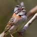 D38K9344 Rufous-collared Sparrow, Zonotrichia capensis.