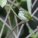 Red-legged Honeycreeper (Cyanerpes cyaneus) Guápiles, Costa Rica 2024