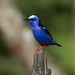 Red-legged Honeycreeper (Cyanerpes cyaneus) Guápiles, Costa Rica