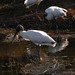 Wood Stork