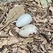 Rare Eggs of Black Vulture in my yard in Forest Hills Condominium in Jandira-São Paulo, Dois ovos de urubu que resolveram fazer ninho no meu quintal, Brazil