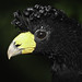 Black curassow