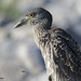 Juvenile Yellow-crowned Night Heron  (Nyctanassa violacea)