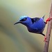 Red-legged Honeycreeper