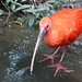 Rode ibis/Scarlet ibis