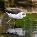 Échasse blanche - Black-winged stilt