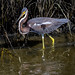 Tricolored Heron