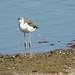 Stelzenläufer (Himantopus himantopus) (3)