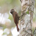 Striped Woodcreeper (Xiphorhynchus obsoletus)