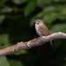 Northern House Wren