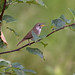 House Wren