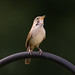 Northern House Wren