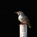 House Wren