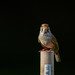 House Wren