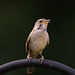 Northern House Wren