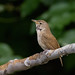 Northern House Wren