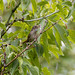 Northern House Wren