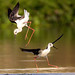 Black-winged stilt (Himantopus himantopus), Begur Lake, Bangalore