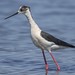 Échasse blanche - Black-winged Stilt (Himantopus himantopus) - Le Teich - Réserve ornithologique - Lagune Avocette (Gironde) France, le 11 mai 2024