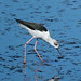 DSCF9656c Black-winged Stilt, RSPB Titchwell, September 2024