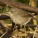 House Wren