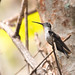 Grey-breasted Sabrewing (Campylopterus largipennis obscurus)