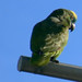 Turquoise-fronted Parrot, Amazona aestiva