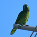 Turquoise-fronted Parrot, Amazona aestiva