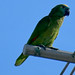 Turquoise-fronted Parrot, Amazona aestiva