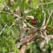 Ivory-billed Aracari (Pteroglossus azara)