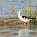 Black-winged Stilt (Himantopus himantopus)