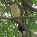 Guira Cuckoo, Guira guira