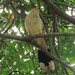 Guira Cuckoo, Guira guira