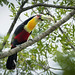 Ramphastos dicolorus (Red-breasted Toucan) - Ramphastidae - Iguazu NP, Misiones, Argentina