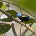 Blue-necked Tanager (Stilpnia cyanicollis)