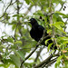 Cacicus haemorrhous (Red-rumped Cacique) - Icteridae - Iguazu NP, Misiones, Argentina