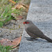 Common waxbill