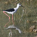 Black-winged Stilt wading