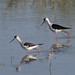 Juvenile and adult Black-winged Stilts